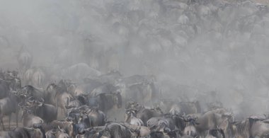 Büyük antiloplar göç. Yaban hayatı resim. 