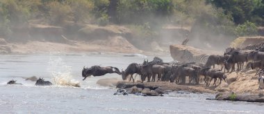 Yaban hayatı resim. Afrika. Büyük antiloplar göç. yaban hayatı resim. Afrika