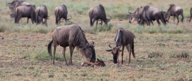 Yaban hayatı resim. Yeni doğan yavru ve anne antiloplar 
