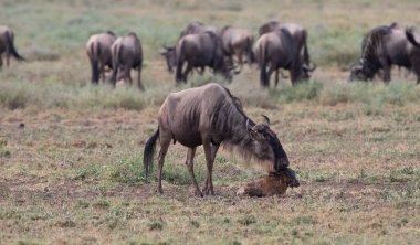 Yaban hayatı resim. Yeni doğan yavru ve anne antiloplar 