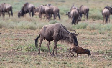 Yaban hayatı resim. Yeni doğan yavru ve anne antiloplar 