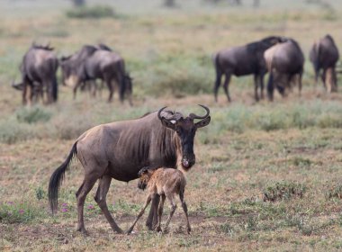 Yaban hayatı resim. Antiloplar göç. 