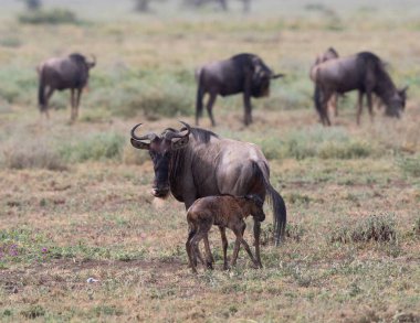Yaban hayatı resim. Antiloplar göç. 