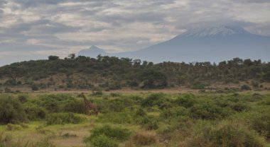 Zürafa savana içinde. yaban hayatı resim. Afrika