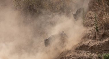 Büyük antiloplar göç. yaban hayatı resim. Afrika