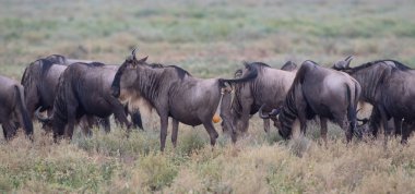  antilop Mare buzağı Doğum için hazırdır.