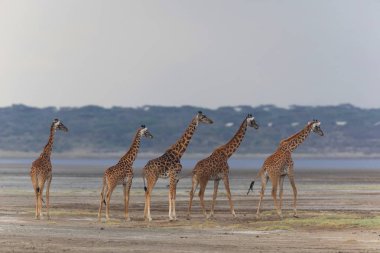 zürafalar savana içinde. yaban hayatı resim. Kısa mesafe ve mükemmel ışık ile yapılan fotoğraf.
