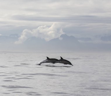 Yunuslar grubudur. Yunuslar bir sürü bu. 