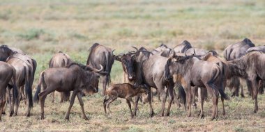 Yaban hayatı resim. Antiloplar göç. 