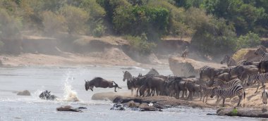 Yaban hayatı resim. Afrika. Büyük antiloplar göç. yaban hayatı resim. Afrika