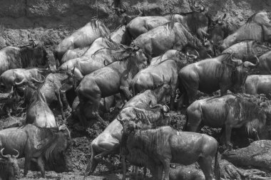 Yaban hayatı resim. Büyük antiloplar göç. 