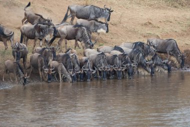 Yaban hayatı resim. Büyük antiloplar göç. 