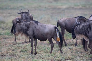  antilop Mare buzağı Doğum için hazırdır.