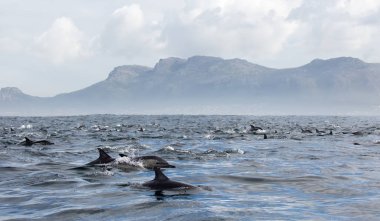 Yunuslar grubudur. Yunuslar bir sürü bu. 
