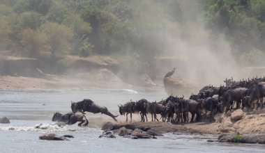 Yaban hayatı resim. Afrika. Büyük antiloplar göç. yaban hayatı resim. Afrika