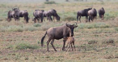 Yaban hayatı resim. Antiloplar göç. 