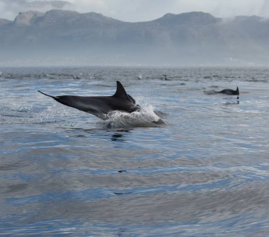  yunus sudan atlıyor. Doğa