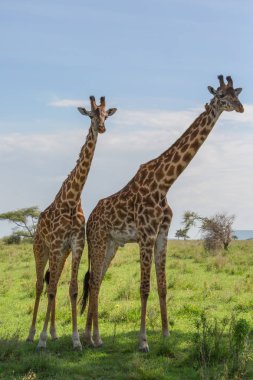 zürafalar savana içinde. yaban hayatı resim. Kısa mesafe ve mükemmel ışık ile yapılan fotoğraf.