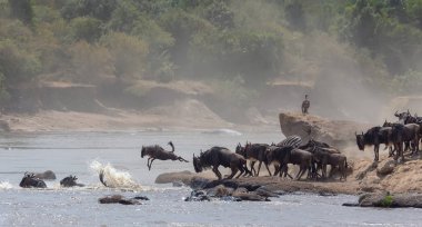 Yaban hayatı resim. Afrika. Büyük antiloplar göç. yaban hayatı resim. Afrika
