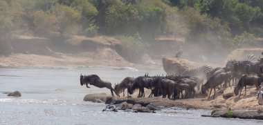 Yaban hayatı resim. Afrika. Büyük antiloplar göç. yaban hayatı resim. Afrika