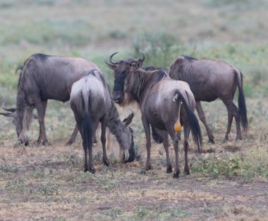  antilop Mare buzağı Doğum için hazırdır.