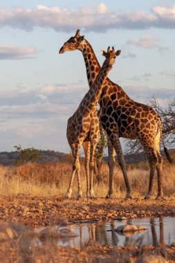 zürafalar savana içinde. yaban hayatı resim. Afrika