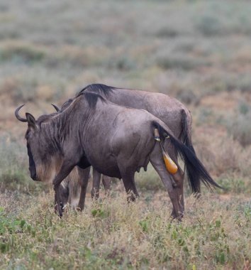  antilop Mare buzağı Doğum için hazırdır.
