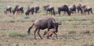 Yaban hayatı resim. Antiloplar göç. 
