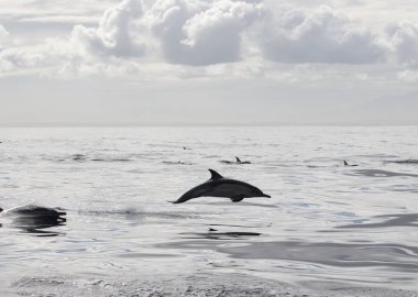 Yunuslar grubudur. Yunuslar bir sürü bu. 