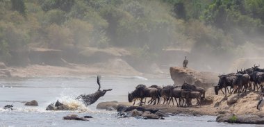 Yaban hayatı resim. Afrika. Büyük antiloplar göç. yaban hayatı resim. Afrika