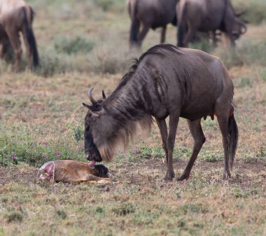 Yaban hayatı resim. Yeni doğan yavru ve anne antiloplar 