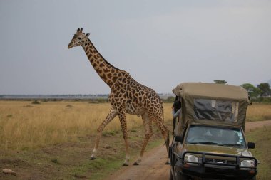 Zürafa savana içinde. yaban hayatı resim. Afrika