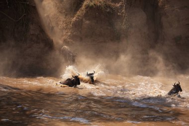 Büyük antiloplar göç. Yaban hayatı resim. 