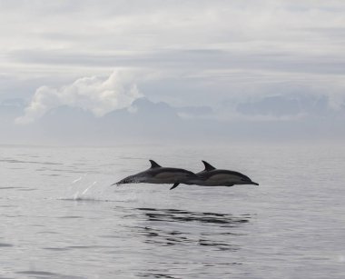 Yunuslar grubudur. Yunuslar bir sürü bu. 