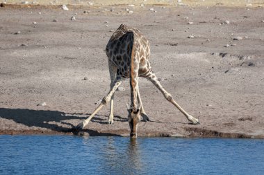İçme suyu zürafası. yaban hayatı resim. 