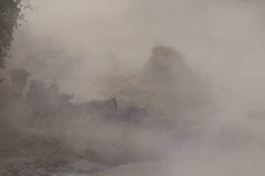 Büyük antiloplar göç. yaban hayatı resim. Afrika