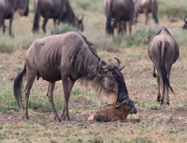 Yaban hayatı resim. Yeni doğan yavru ve anne antiloplar 