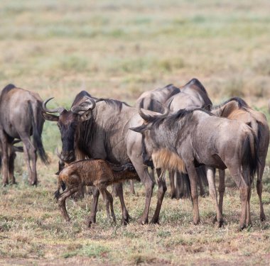 Yaban hayatı resim. Antiloplar göç. 