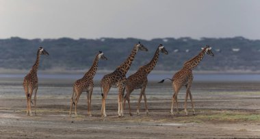 zürafalar savana içinde. yaban hayatı resim. Kısa mesafe ve mükemmel ışık ile yapılan fotoğraf.