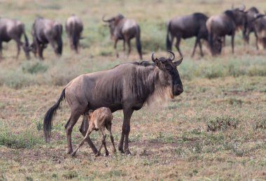 Yaban hayatı resim. Antiloplar göç. 