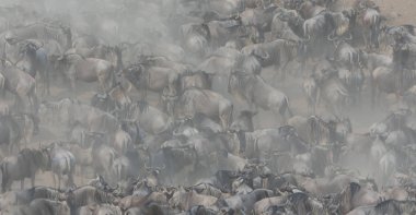 Büyük antiloplar göç. Yaban hayatı resim. 