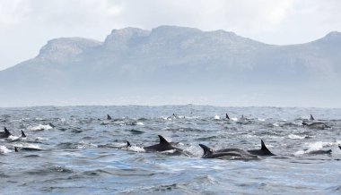 Yunuslar grubudur. Yunuslar bir sürü bu. 