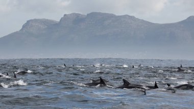 Yunuslar grubudur. Yunuslar bir sürü bu. 
