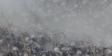 Büyük antiloplar göç. Yaban hayatı resim. 