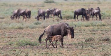 Yaban hayatı resim. Antiloplar göç. 