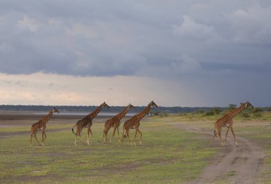 zürafalar savana içinde. yaban hayatı resim. Kısa mesafe ve mükemmel ışık ile yapılan fotoğraf.