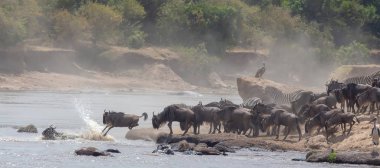 Yaban hayatı resim. Afrika. Büyük antiloplar göç. yaban hayatı resim. Afrika
