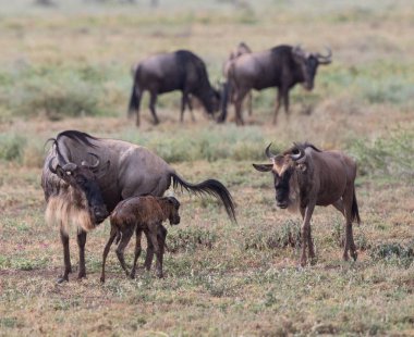 Yaban hayatı resim. Antiloplar göç. 