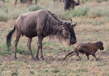 Yaban hayatı resim. Yeni doğan yavru ve anne antiloplar 