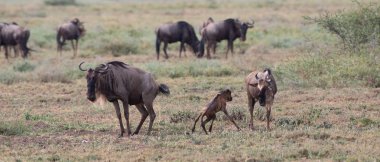 Yaban hayatı resim. Antiloplar göç. 